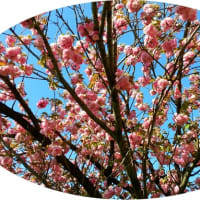 ４月１１日（日） 散歩（大池公園）　《ボタン、石楠花、八重桜》
