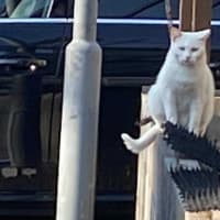 朝ウォーキングの風景。令和7年7月16日。野良は安心したいらしい。