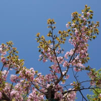 靖国神社の桜　（標本木　大山桜　右近桜　紅華）　