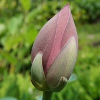夏の花：大賀蓮