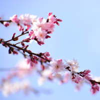 春空と早咲きの桜と。