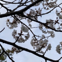 大島桜！