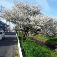 新坂川残桜と花いかだ