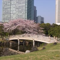 3/22～ 隅田川千本桜クルーズ＆築地人気店「すしざんまい」の選べるにぎり寿司ランチ