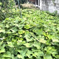 7月6日（日）②