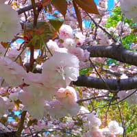 フゲンゾウ　八重桜