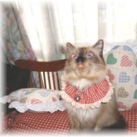6歳でしゅ～♪