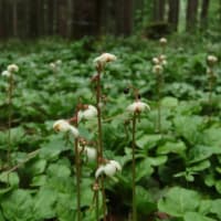 2025年7/4　スイレンの花が食べられた？