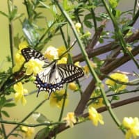春の妖精ツマキチョウ