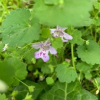 みらい局　写真館　春の野の花