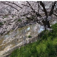 堤の桜が満開になりました。
