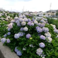 2025　空梅雨　俣野別邸庭園+α