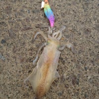 ツツイカ狙い最終便…
