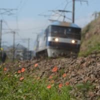 山陽本線123系　列車とポピーをローアングルで　2024-04-16
