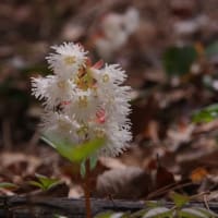 R7.4.19　カイイワカガミが見たくて八王子山へ