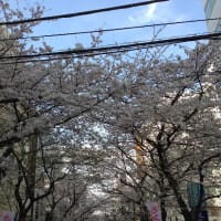 2014年3月29日の渋谷桜丘町の桜です。