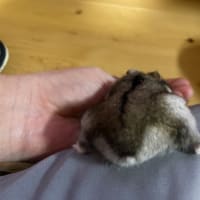 ハムスターとたわむれる