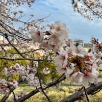 南大沢の桜