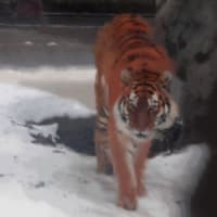 虎の写真で虎の画像