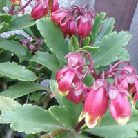 ◎５月の花：2006～2021～まとめ