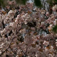 府立植物園の桜Ⅱ
