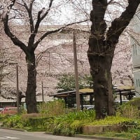 武蔵野市の桜は、井の頭公園よりもこちら　武蔵野市役所