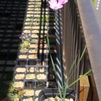 今期最終投稿かな？