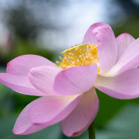 千葉公園の大賀蓮（その2：蓮の花）
