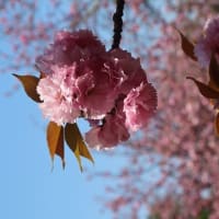 八重桜が満開
