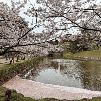 彦根城でちょこっと桜