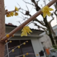 ロウバイ