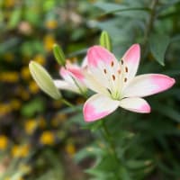 ユリの花　開花