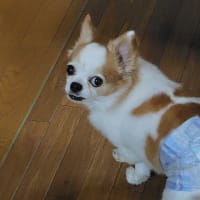 ベイクドチーズケーキを作ったんだけどね