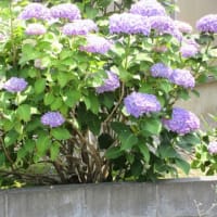 紫陽花は暑くてしおれ気味