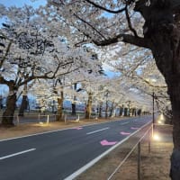 ２０２５夜の森の桜並木トンネルと宝泉寺の桜
