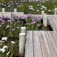 だいち・SDC・7月の予定