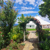 君に薔薇薔薇っていう。。