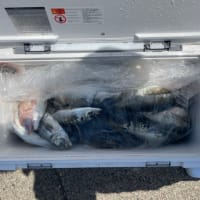 ４日・釣果