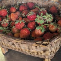 イチゴの季節だよぉ！