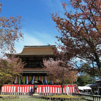 桜咲く吉野山を歩いて青根ヶ峰へ　その1　2024年4月12日