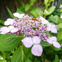 ブログで写真を表でイアウトしました。