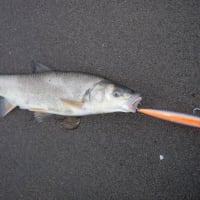 残念無念です