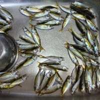 鯵釣り