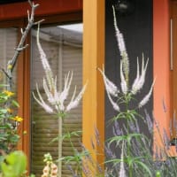6月14日と今朝の庭