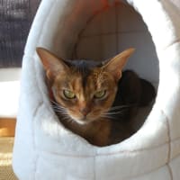 脱走猫ごっこ。