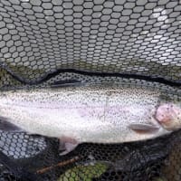 アクアヘブンで貸し切り釣行