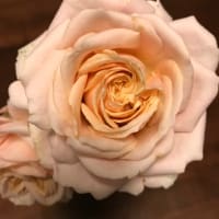 お元気ですか？