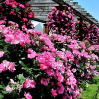 バラ　６（山下公園）