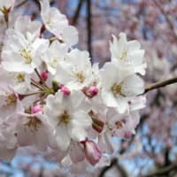 ソメイヨシノの桜並木が”レア”になるかも