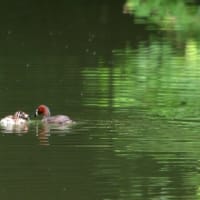 カイツブリに異変？